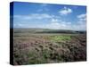 Heather on the Moors, North Yorkshire, England, United Kingdom-Jean Brooks-Stretched Canvas