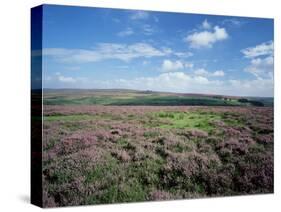 Heather on the Moors, North Yorkshire, England, United Kingdom-Jean Brooks-Stretched Canvas