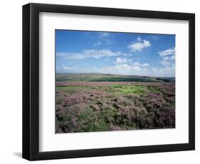 Heather on the Moors, North Yorkshire, England, United Kingdom-Jean Brooks-Framed Photographic Print