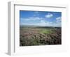 Heather on the Moors, North Yorkshire, England, United Kingdom-Jean Brooks-Framed Photographic Print