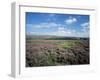 Heather on the Moors, North Yorkshire, England, United Kingdom-Jean Brooks-Framed Photographic Print