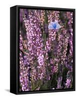 Heather with Butterfly, England-John Warburton-lee-Framed Stretched Canvas