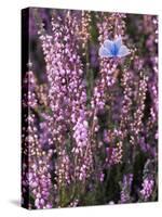 Heather with Butterfly, England-John Warburton-lee-Stretched Canvas