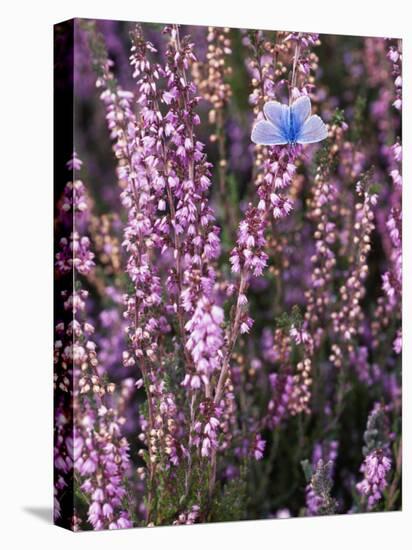 Heather with Butterfly, England-John Warburton-lee-Stretched Canvas