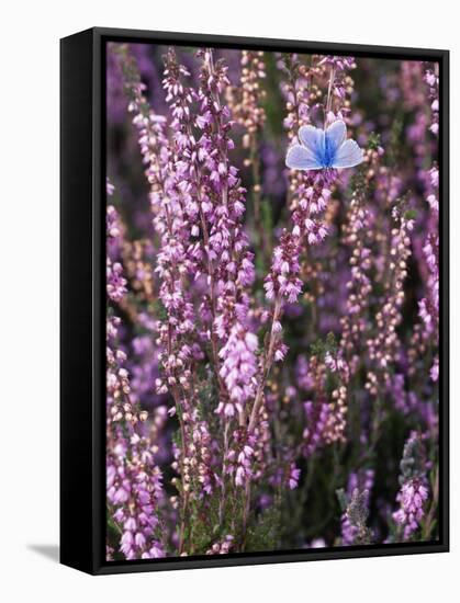 Heather with Butterfly, England-John Warburton-lee-Framed Stretched Canvas