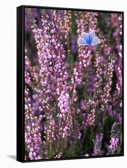 Heather with Butterfly, England-John Warburton-lee-Framed Stretched Canvas