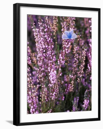 Heather with Butterfly, England-John Warburton-lee-Framed Premium Photographic Print