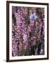 Heather with Butterfly, England-John Warburton-lee-Framed Premium Photographic Print