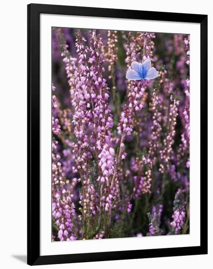 Heather with Butterfly, England-John Warburton-lee-Framed Premium Photographic Print