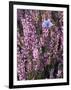 Heather with Butterfly, England-John Warburton-lee-Framed Premium Photographic Print