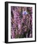 Heather with Butterfly, England-John Warburton-lee-Framed Photographic Print