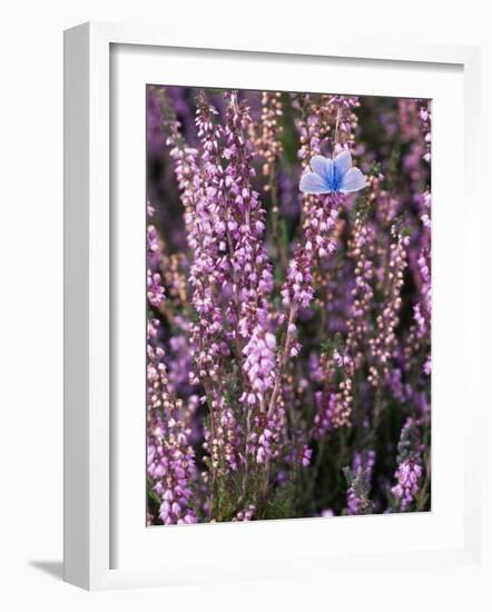 Heather with Butterfly, England-John Warburton-lee-Framed Photographic Print