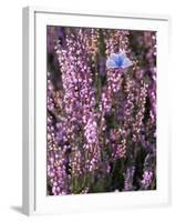 Heather with Butterfly, England-John Warburton-lee-Framed Photographic Print