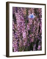 Heather with Butterfly, England-John Warburton-lee-Framed Photographic Print