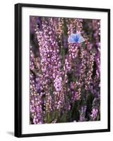 Heather with Butterfly, England-John Warburton-lee-Framed Photographic Print