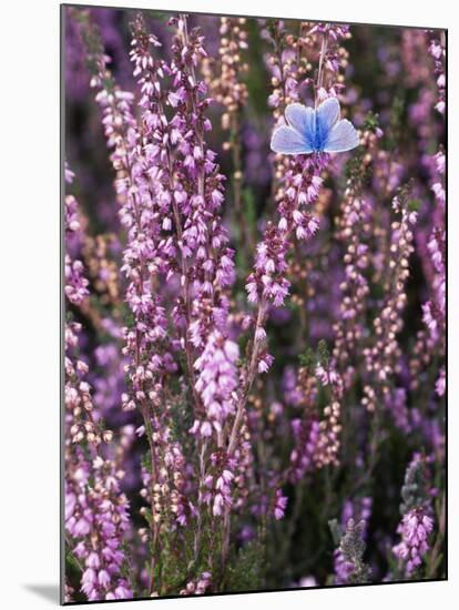 Heather with Butterfly, England-John Warburton-lee-Mounted Photographic Print
