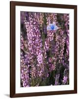 Heather with Butterfly, England-John Warburton-lee-Framed Photographic Print