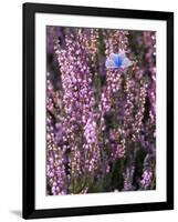 Heather with Butterfly, England-John Warburton-lee-Framed Photographic Print