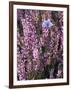 Heather with Butterfly, England-John Warburton-lee-Framed Photographic Print