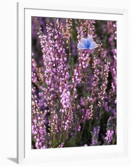 Heather with Butterfly, England-John Warburton-lee-Framed Photographic Print