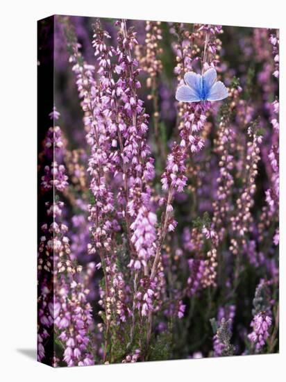 Heather with Butterfly, England-John Warburton-lee-Stretched Canvas