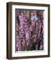 Heather with Butterfly, England-John Warburton-lee-Framed Premium Photographic Print