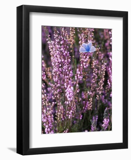 Heather with Butterfly, England-John Warburton-lee-Framed Photographic Print