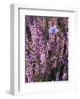 Heather with Butterfly, England-John Warburton-lee-Framed Photographic Print