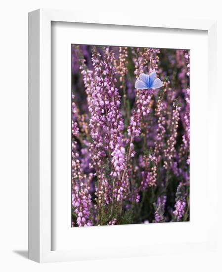 Heather with Butterfly, England-John Warburton-lee-Framed Photographic Print