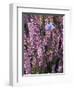 Heather with Butterfly, England-John Warburton-lee-Framed Photographic Print