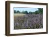 Heather-Ivonnewierink-Framed Photographic Print