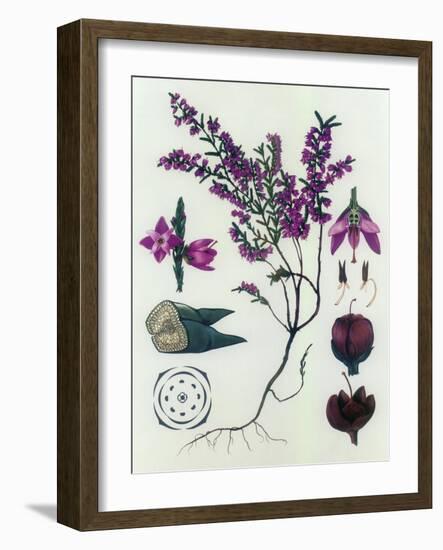 Heather-null-Framed Giclee Print