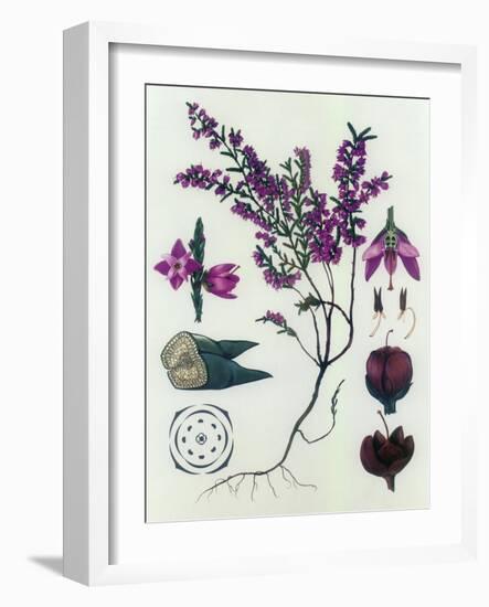 Heather-null-Framed Giclee Print