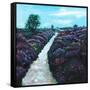 Heathland Heather, 2009, (oil on canvas)-Helen White-Framed Stretched Canvas