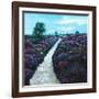 Heathland Heather, 2009, (oil on canvas)-Helen White-Framed Giclee Print