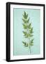 Heavenly Bamboo on Antique Paper-Den Reader-Framed Photographic Print