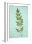 Heavenly Bamboo on Antique Paper-Den Reader-Framed Photographic Print