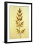 Heavenly Bamboo-Den Reader-Framed Photographic Print