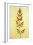 Heavenly Bamboo-Den Reader-Framed Photographic Print