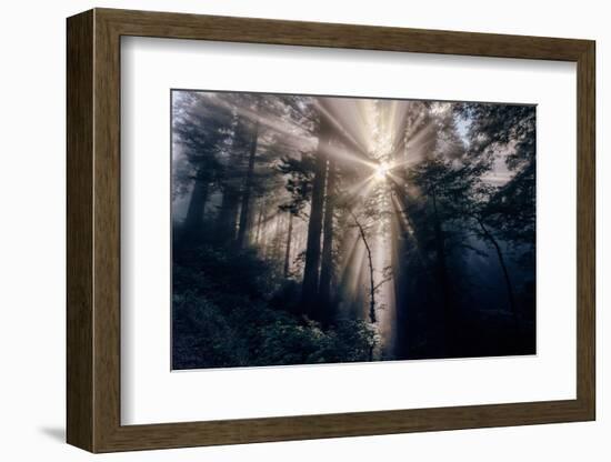 Heavenly Beams of Forest Light - Redwoods California Coast-Vincent James-Framed Photographic Print