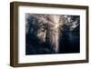Heavenly Beams of Forest Light - Redwoods California Coast-Vincent James-Framed Photographic Print