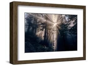 Heavenly Beams of Forest Light - Redwoods California Coast-Vincent James-Framed Photographic Print