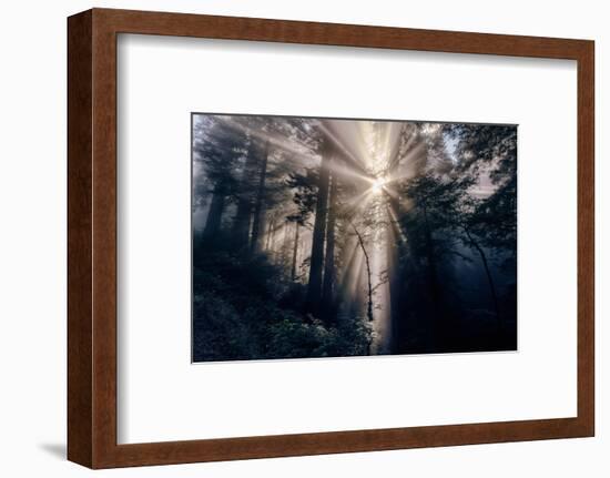 Heavenly Beams of Forest Light - Redwoods California Coast-Vincent James-Framed Photographic Print