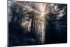 Heavenly Beams of Forest Light - Redwoods California Coast-Vincent James-Mounted Photographic Print
