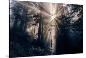 Heavenly Beams of Forest Light - Redwoods California Coast-Vincent James-Stretched Canvas