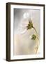 Heavenly Cosmos-Mandy Disher-Framed Photographic Print