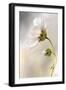 Heavenly Cosmos-Mandy Disher-Framed Photographic Print