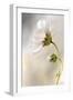 Heavenly Cosmos-Mandy Disher-Framed Photographic Print