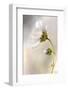 Heavenly Cosmos-Mandy Disher-Framed Photographic Print