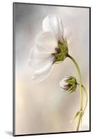 Heavenly Cosmos-Mandy Disher-Mounted Photographic Print